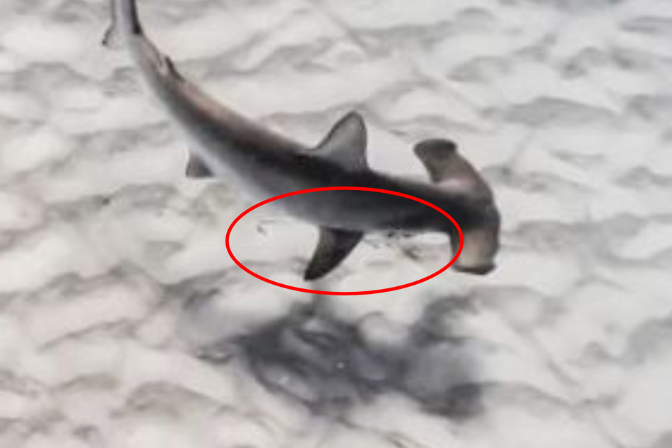 Ein Haken und eine Schnur hingen am Maul des Hammerhais.