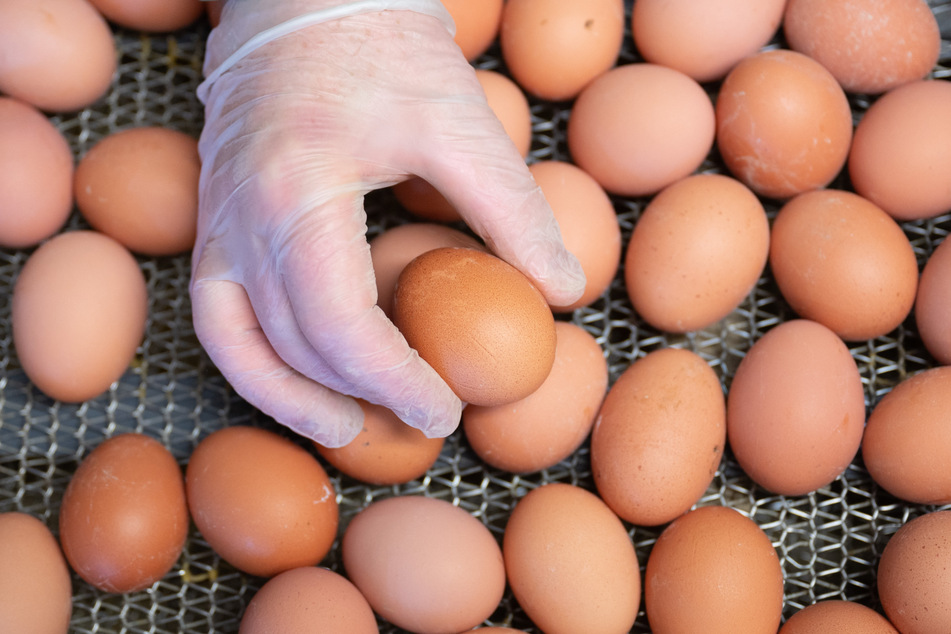 Bei Eiern ist der Selbstversorgungsgrad auf etwa 94 Prozent gesunken - ohne Importe ginge es nicht mehr.