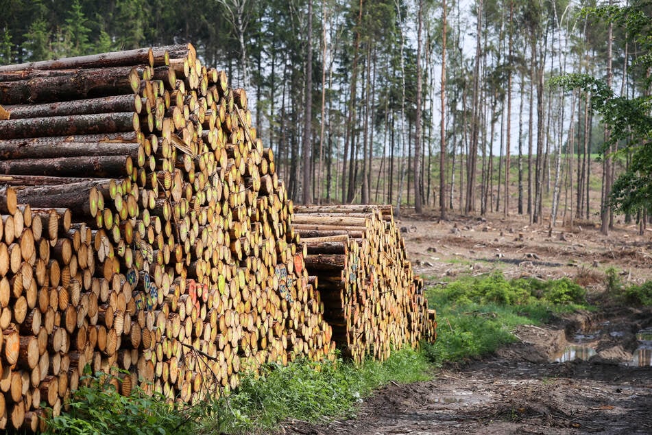 Manchen Waldabschnitten Sachsens setzte der Schädling massiv zu.