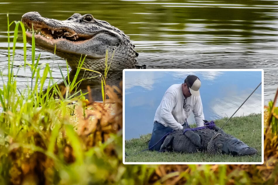 Tragödie im Seniorenheim: Alligator fällt Rentnerin an - tot!