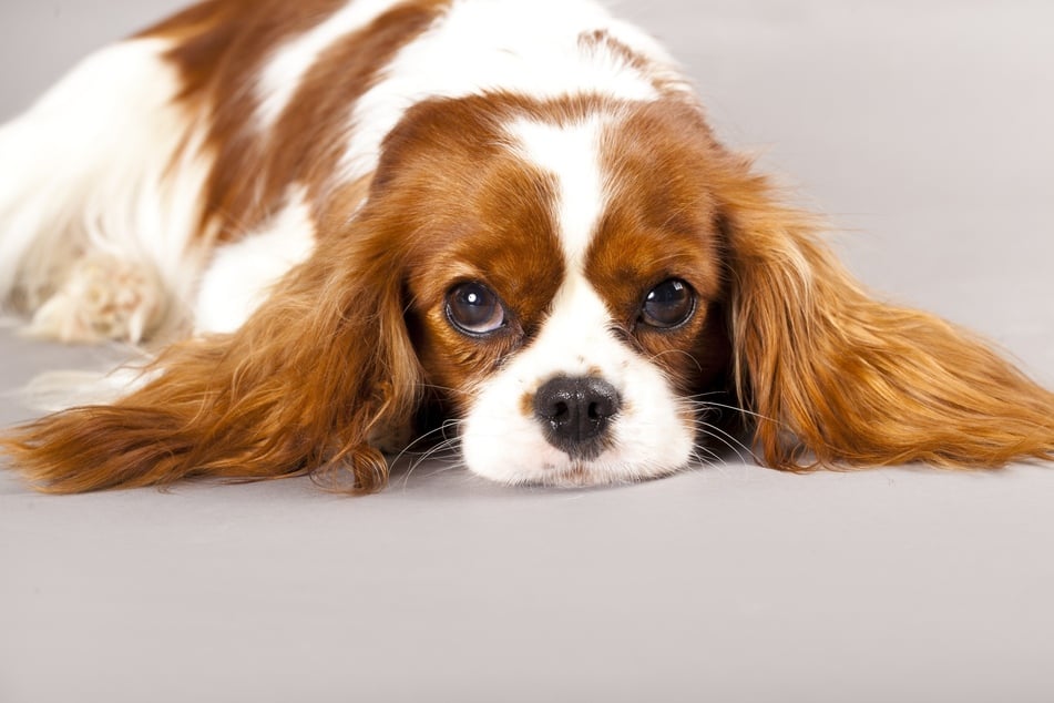 Diese Hundeohren sind nicht nur lang, sondern auch flauschig.