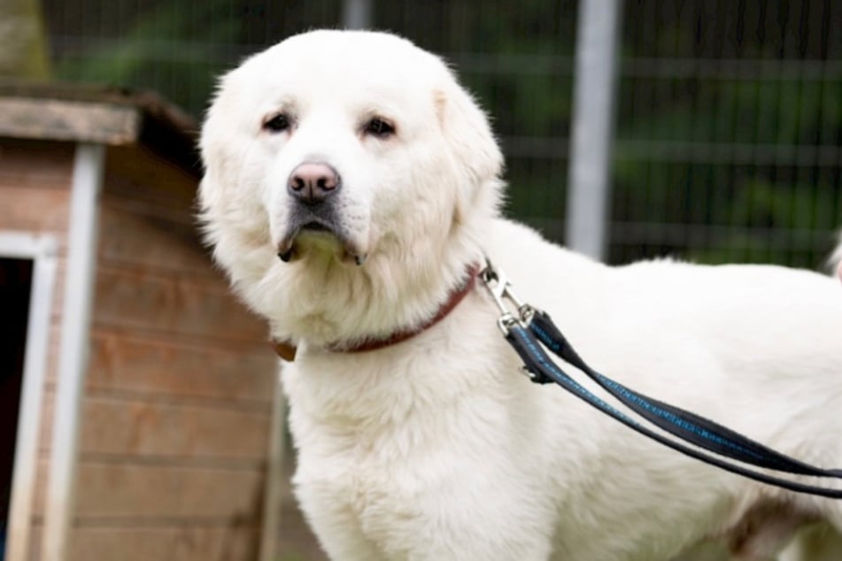 Bruce ist zwei Jahre jung und auf der Suche nach erfahrenen Freunden von Herdenschutzhunden.