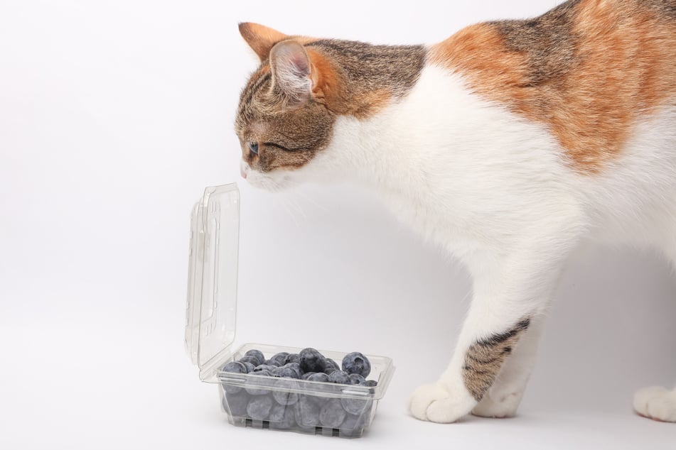 Dürfen Katzen Blaubeeren fressen oder sollte man das verhindern?