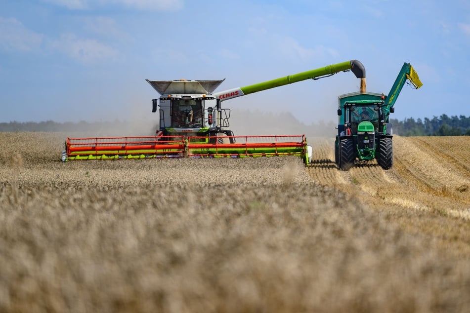 Durch intensive Landwirtschaft bleiben Lebensmittel günstig - auf Kosten von Insekten und Vögeln.