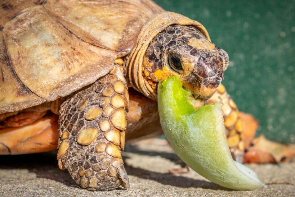 Sukkulenten für Schildkröten: Welche Pflanzen unbedenklich sind und welche Du besser meiden solltest
