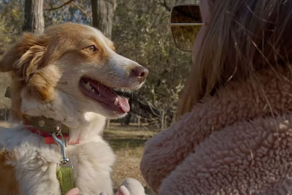 Die Hunde-Mama kann aufatmen: Ihre neuen Welpen wurden nicht getötet.