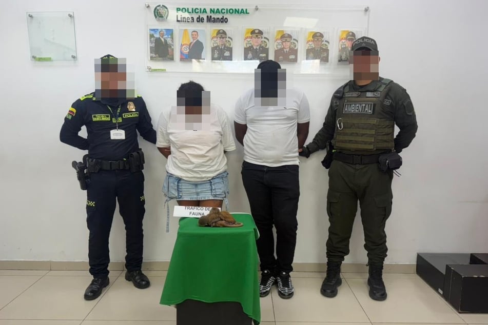 Die Polizei stoppte das Paar kurz vor dem Abflug in die Dominikanische Republik, dabei entdeckten sie die Affenbabys.