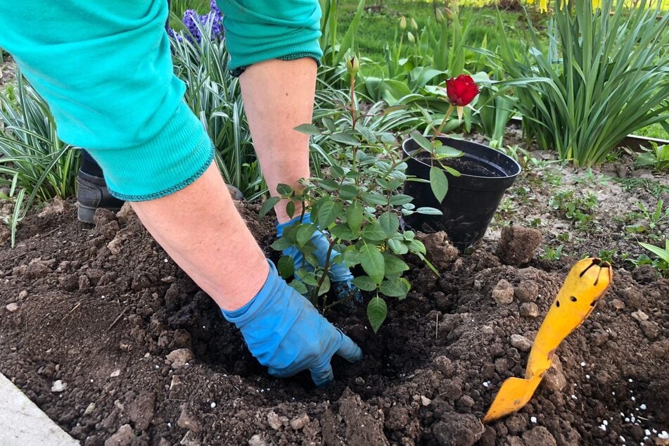 Manchmal kommt es vor, dass man etablierte, gut angewurzelte Rosen umsetzen muss.