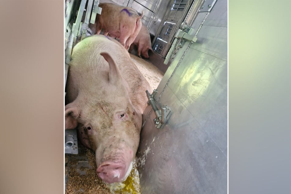Ein Schwein war zwischen der Trennwand eingeklemmt.