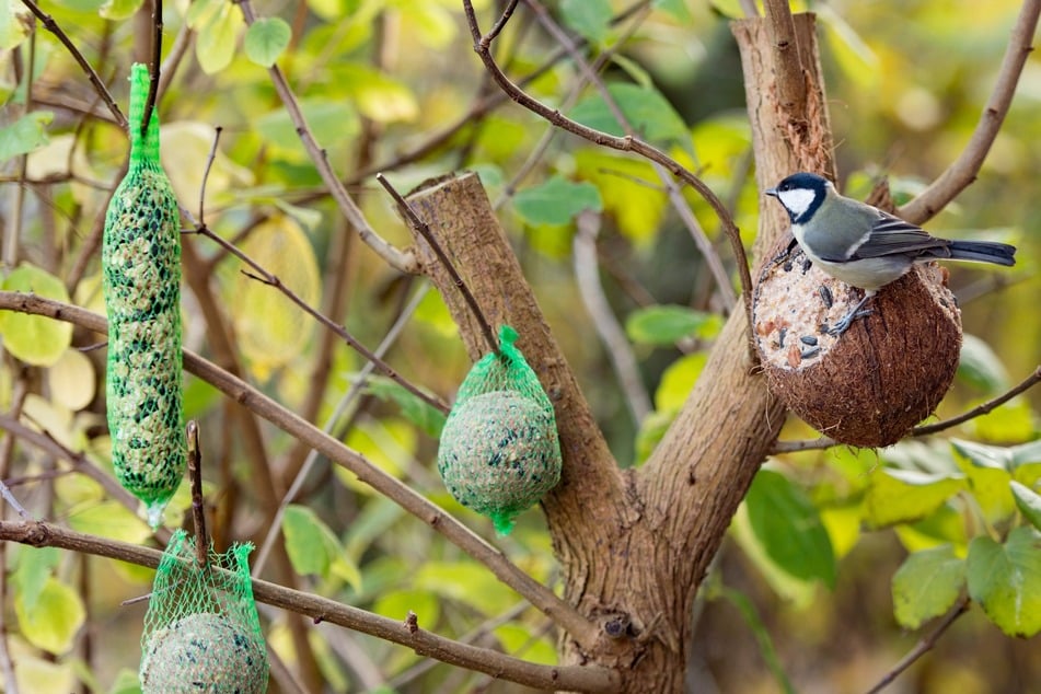Es ist so einfach! Darum sollte man Vogelfutter selbst machen