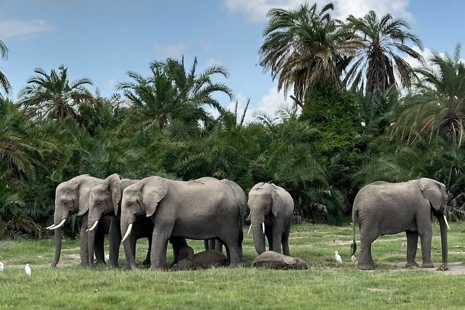 Plötzliche Lähmung, dann der Tod: Im Amboseli-Nationalpark in Kenia sterben Elefanten binnen Tagen. Erste Untersuchungen weisen auf Giftstoffe hin.