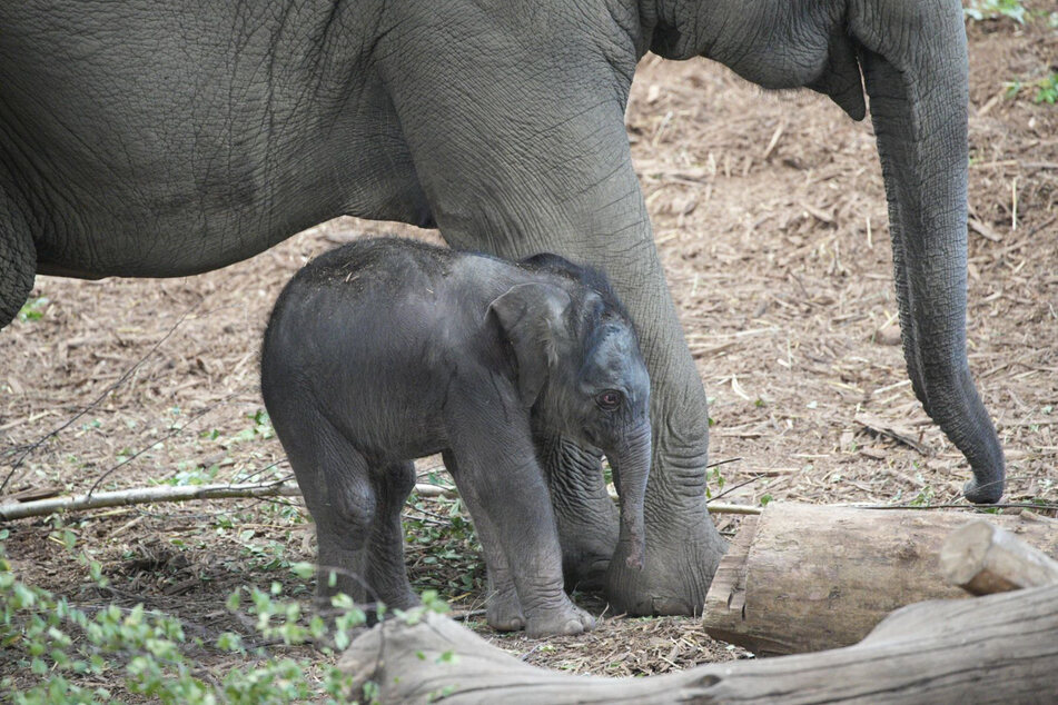 Heute Nacht wurde im Kölner Zoo ein Elefantenjungtier geboren.