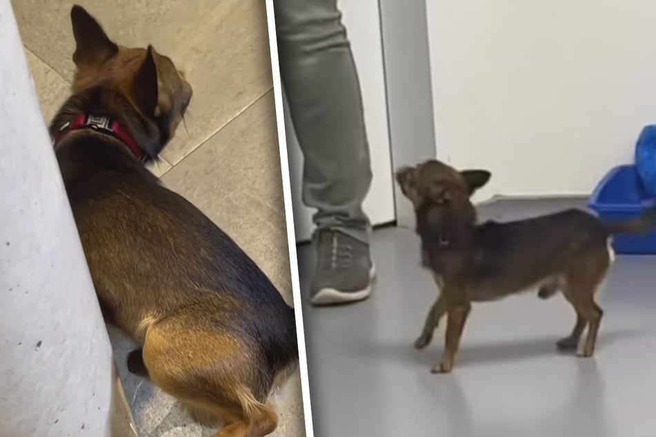 Tierpflegerin droht kleinem Hund mit Kastration: Wie er reagiert, ist Rache pur