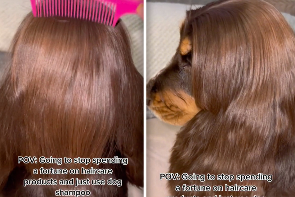 Can you believe this perfect hair belongs to a dog?