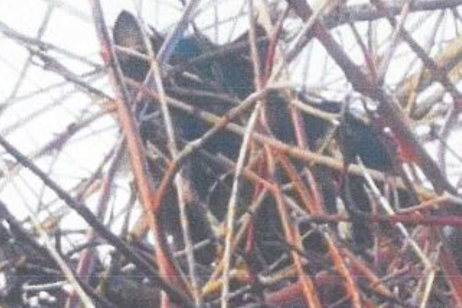 Herzlos! Sehr junge Katzenwelpen auf Feldweg ausgesetzt