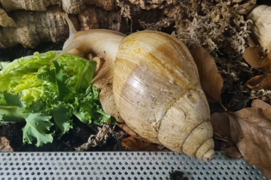 Zwei Achatschnecken aus dem Tierheim Leipzig suchen ein neues Zuhause.
