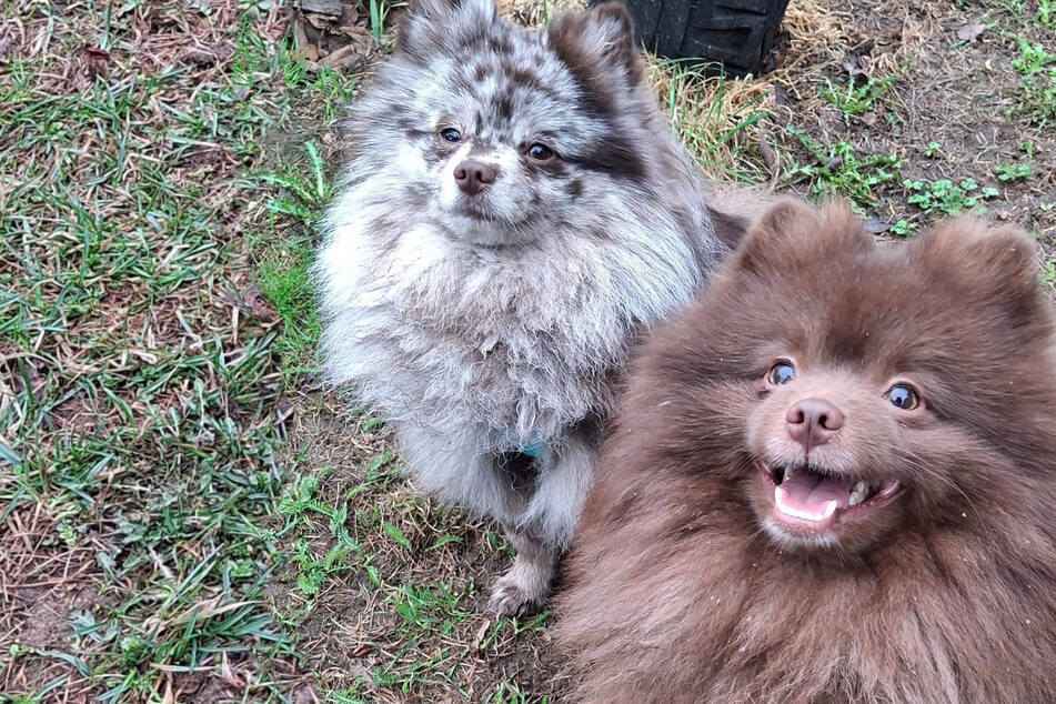 Diese beiden Knirpse wollen endlich ankommen: Wer gibt Lucky und Jimmy ein Zuhause?