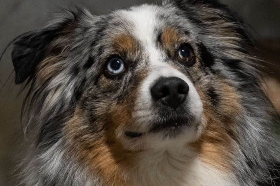 Hund "Ilay" sucht neue Besitzer. Das Energiebündel lebt derzeit im Tierheim in Troisdorf.