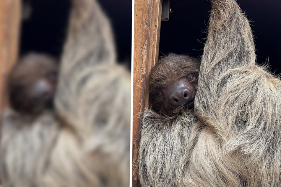 Aus Österreich in den Ruhrpott: Zoo Duisburg freut sich über faule Mitbewohnerin Obi