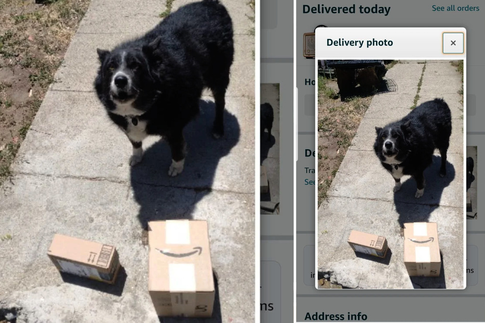 Der Amazon-Bote übergab die beiden Pakete ausgerechnet dem Hund der Familie.