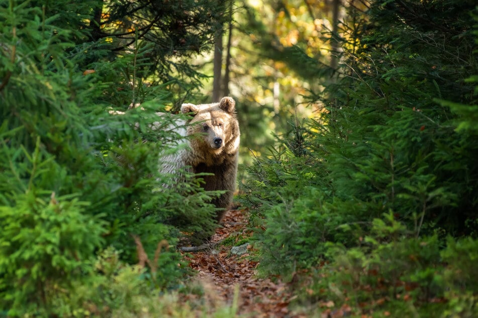 In Rumäniens Karpaten leben nach Schätzung der Regierung etwa 8000 Braunbären. Es ist die zweitgrößte Bärenpopulation in Europa, nach jener in Russland. (Symbolbild)