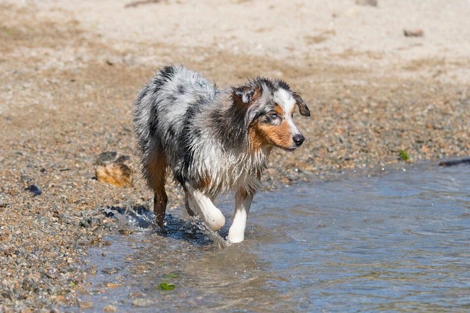 An der Talsperre Pöhl gibt es mehrere Hundebadestellen. (Symbolbild)