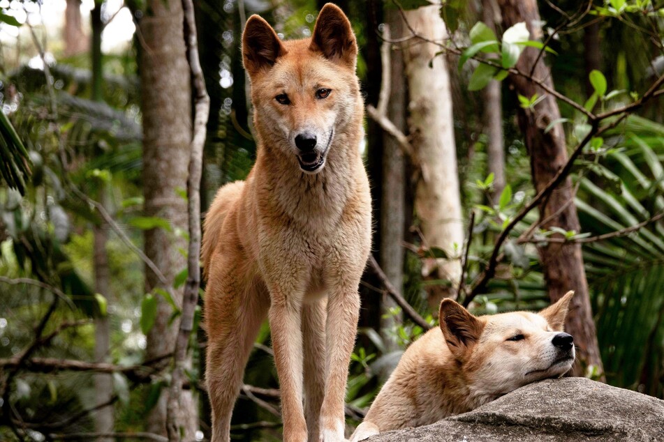 A pack of dingoes attacked a 23-year-old jogger on a beach in Australia, seriously injuring her.