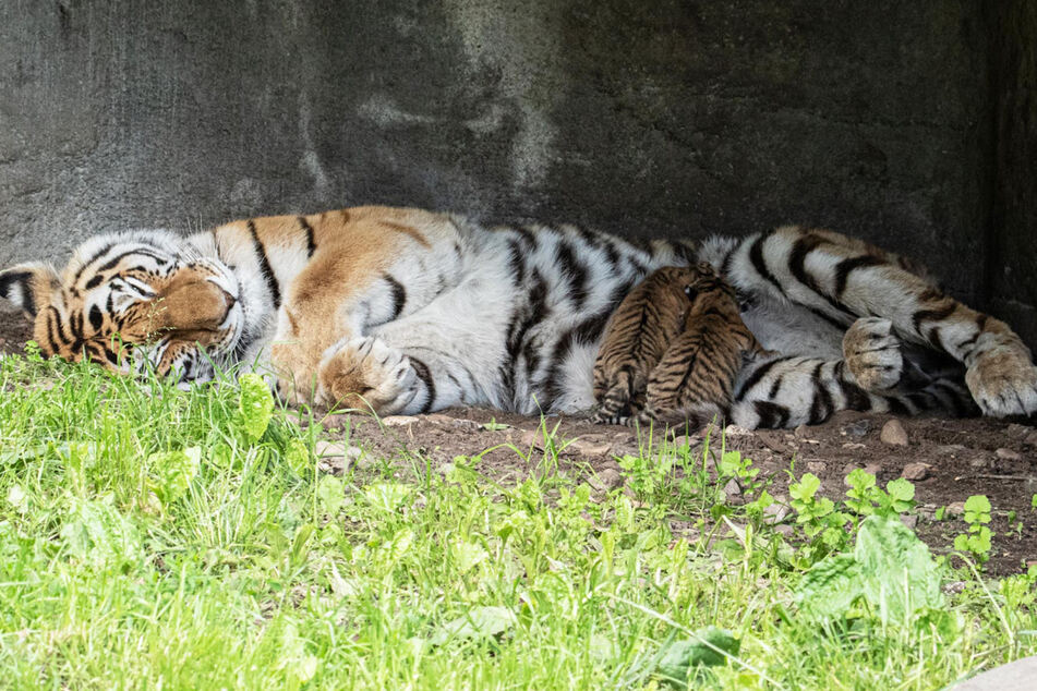 Die zwei Tiger-Babys trinken Milch von ihrer Mutter.