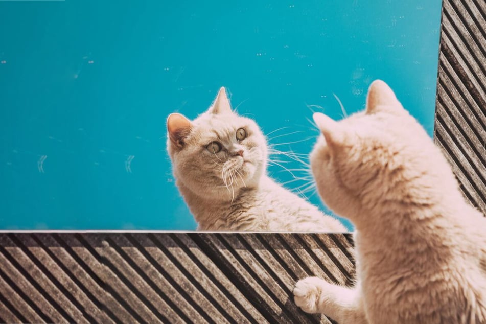 Can cats recognize themselves in a mirror?