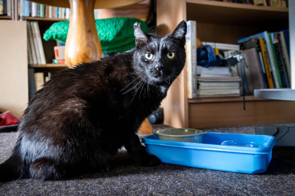 Kater Otto vermisst sein altes Fressen und den Ausgang.