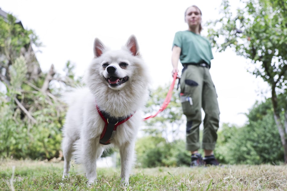 Eine Tierpflegerin geht mit "Chilli" einem ausgesetzten weiblichen Spitz, auf einer Auslauffläche im Tierheim Süderstraße des Hamburger Tierschutzvereins spazieren.