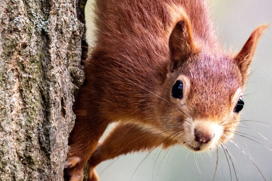 Mit dem Frühjahr bricht für die Eichhörnchen die Paarungszeit an, der Naturschutzbund in Hessen bittet daher Spaziergänger und Hunde-Halter um Rücksichtnahme.