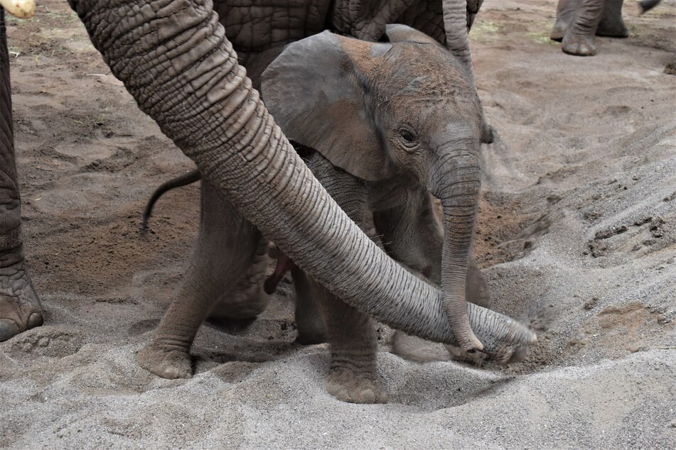 Im Thüringer Zoopark Erfurt wurde am Montag ein Elefantenbulle geboren.