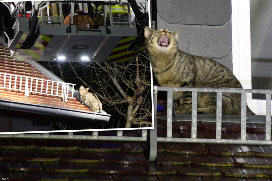 Rettungseinsatz in der Nacht: Kleiner Kater hält Feuerwehr in Atem