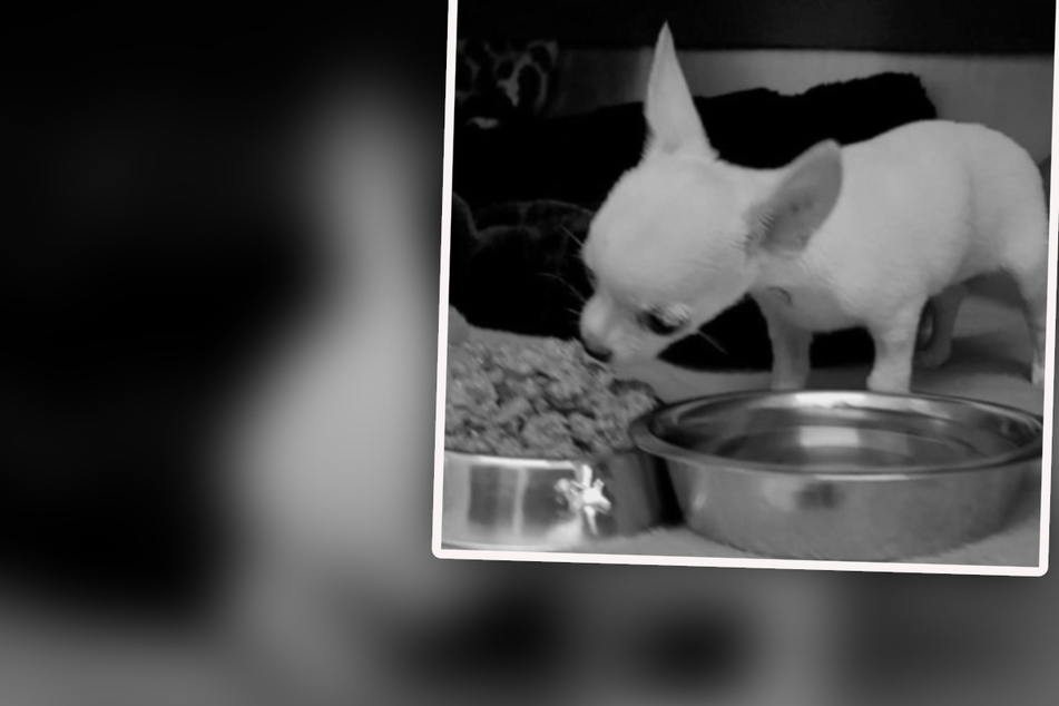 Baby-Chihuahua wurde nur acht Wochen alt: Tierschützer sicher, wer Schuld trägt