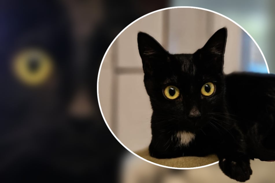 Mika ist eine so liebenswerte Katze, dass sie sicherlich bald ein schönes Zuhause finden wird.
