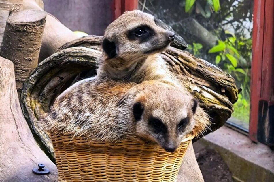 Seine beiden Erdmännchen Cora und Sally freuen sich über die Kunstwerke aus Obst und Gemüse.