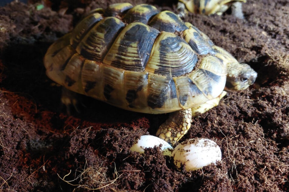 Wann legen Schildkröten eigentlich ihre Eier?