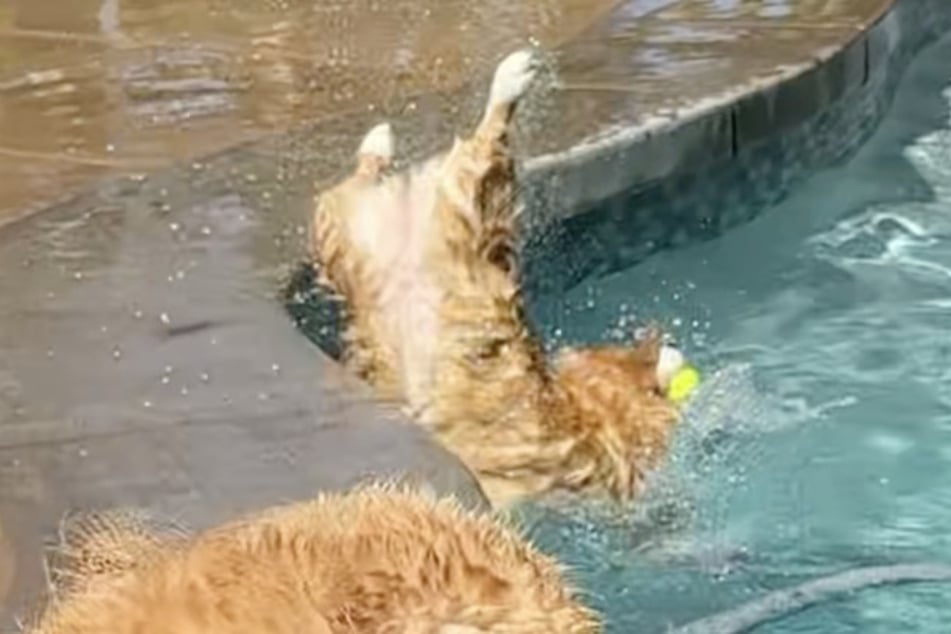 Corgi‑paní Ruby prostě nemá štěstí s vodou.