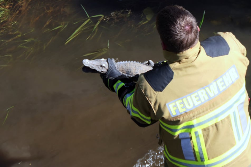 Das "Krokodil" konnte erfolgreich aus der Mulde gefischt werden.