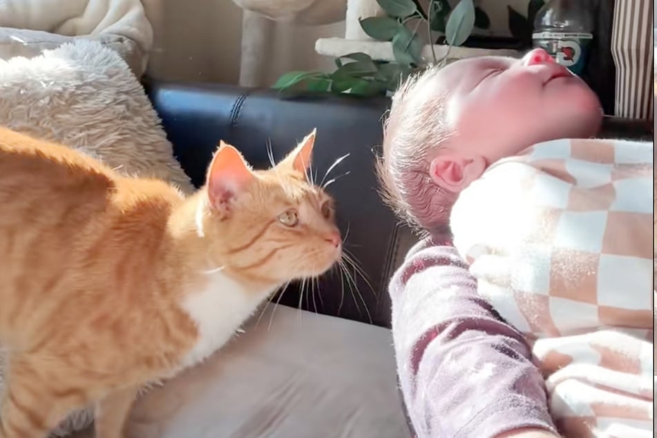 Die kleine Denver wird vom orangefarbenen Kater neugierig begutachtet.