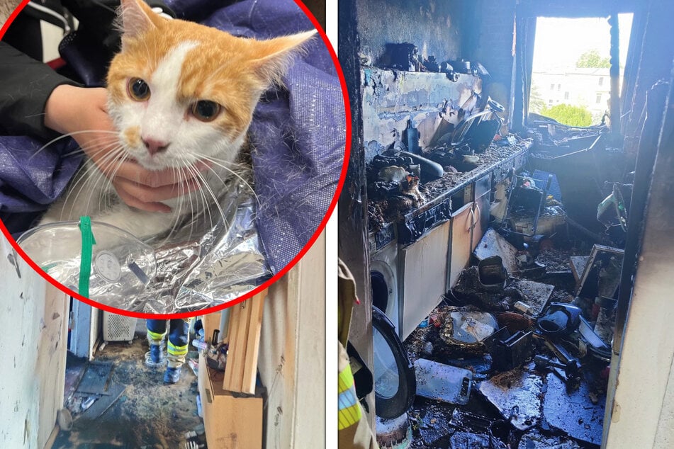 Wohnung in Schönebeck brennt lichterloh: Zwei Katzen gerettet!