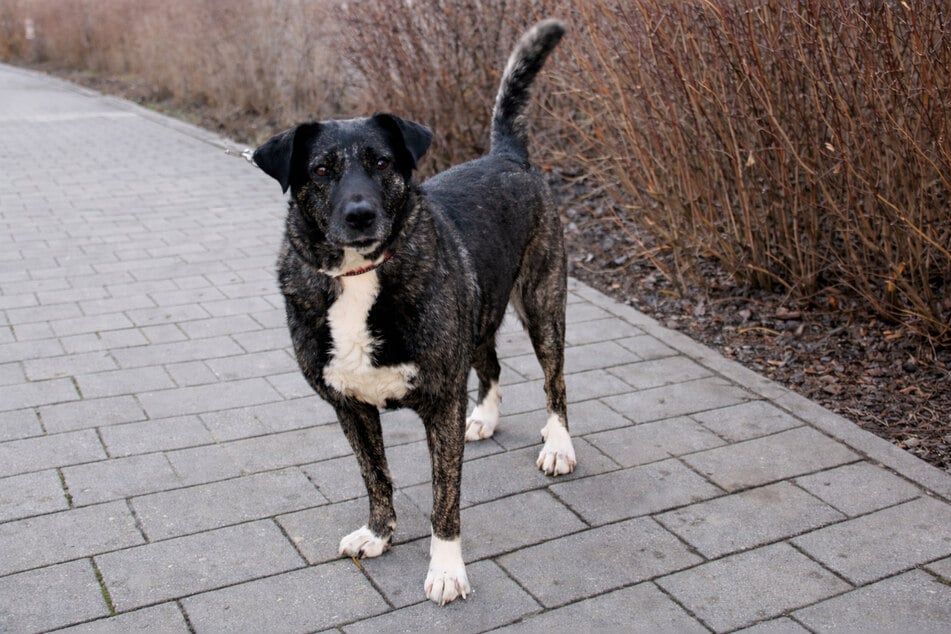 Luna könnte auch zu engagierte Menschen ziehen, die noch nicht viel Erfahrung mit Hunden haben.