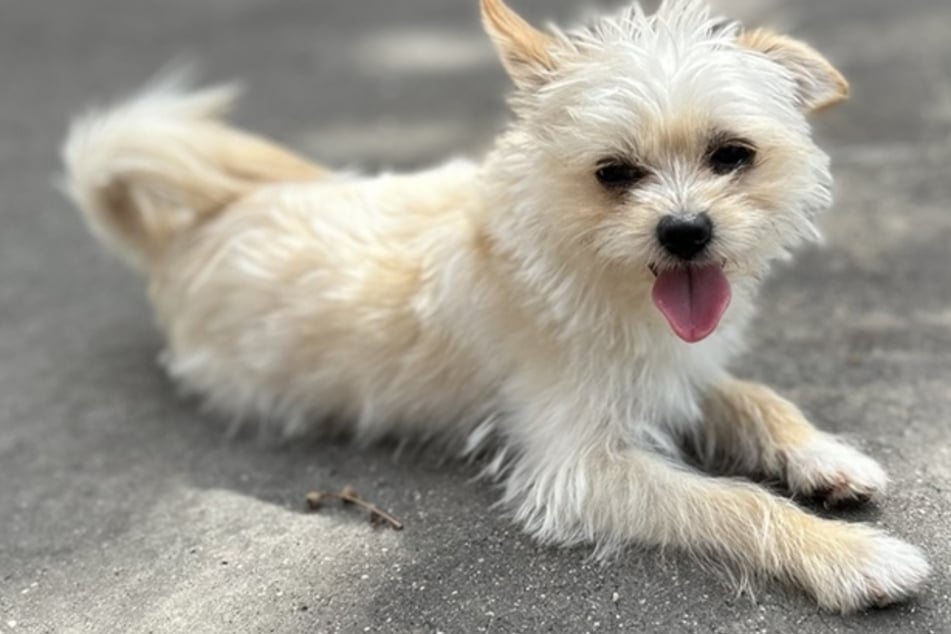 Yorkshire-Terrier-Mix-Mädchen Minze kam als Fundhund ins Frankfurter Tierheim.