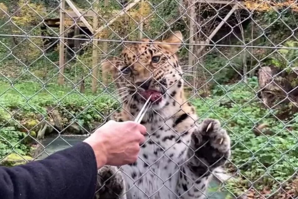 Damit sich Freddo vermehren kann, wird nun ein Leopardenweibchen für ihn gesucht.