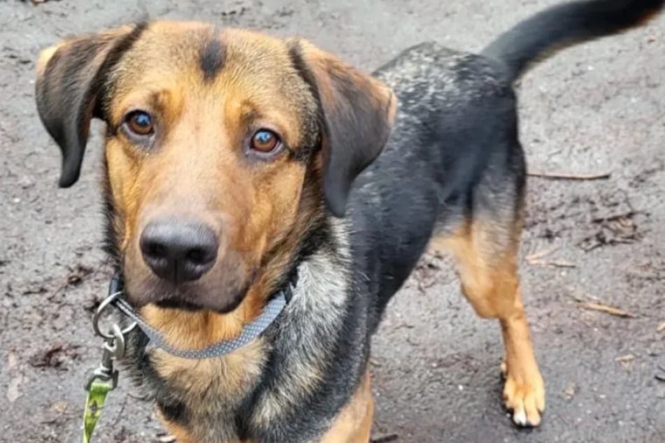 Janoschs neue Besitzer sollten mit ihm arbeiten und ihm in seinem Zuhause klare Grenzen aufzeigen.