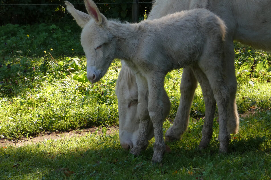Ein männliches Eselfohlen aus der Rasse der Österreich-Ungarischen Barockesel ist in Bayreuth im Tierpark Röhrensee zur Welt gekommen.