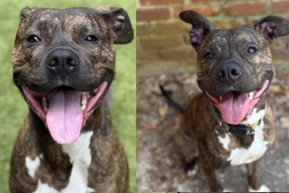 Der Pitbull-Boxer-Mischling Andre wurde in einem Park in Atlanta ausgesetzt. An seinem Halsband fand man dabei einen Zettel.