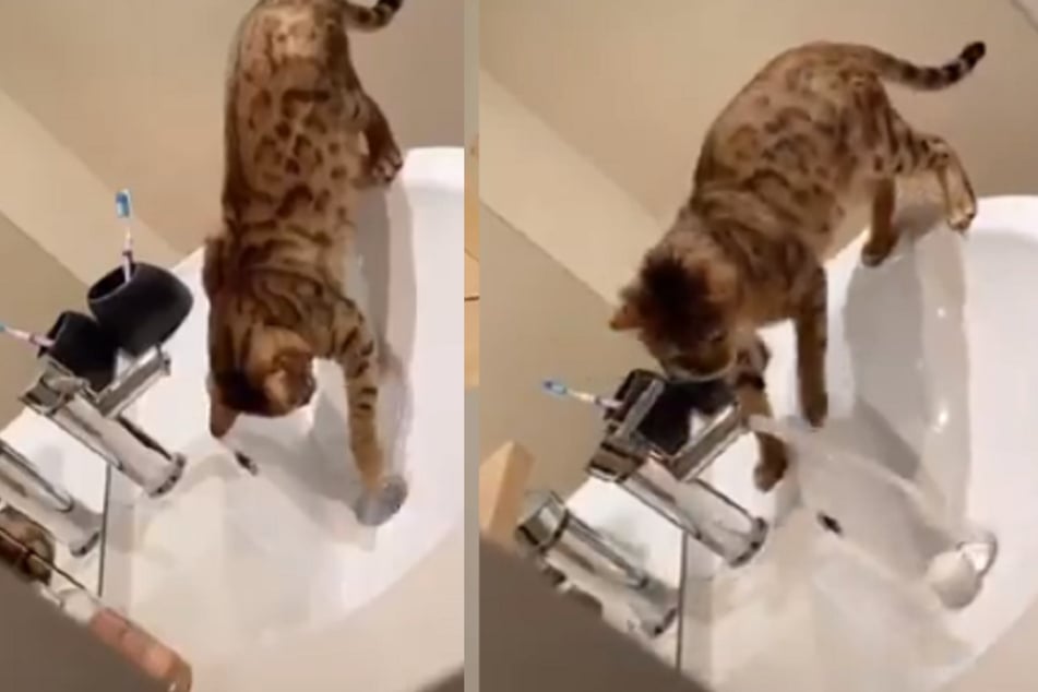 Katze Amber lernt von ihrem Frauchen, wie man einen Wasserhahn bedient.