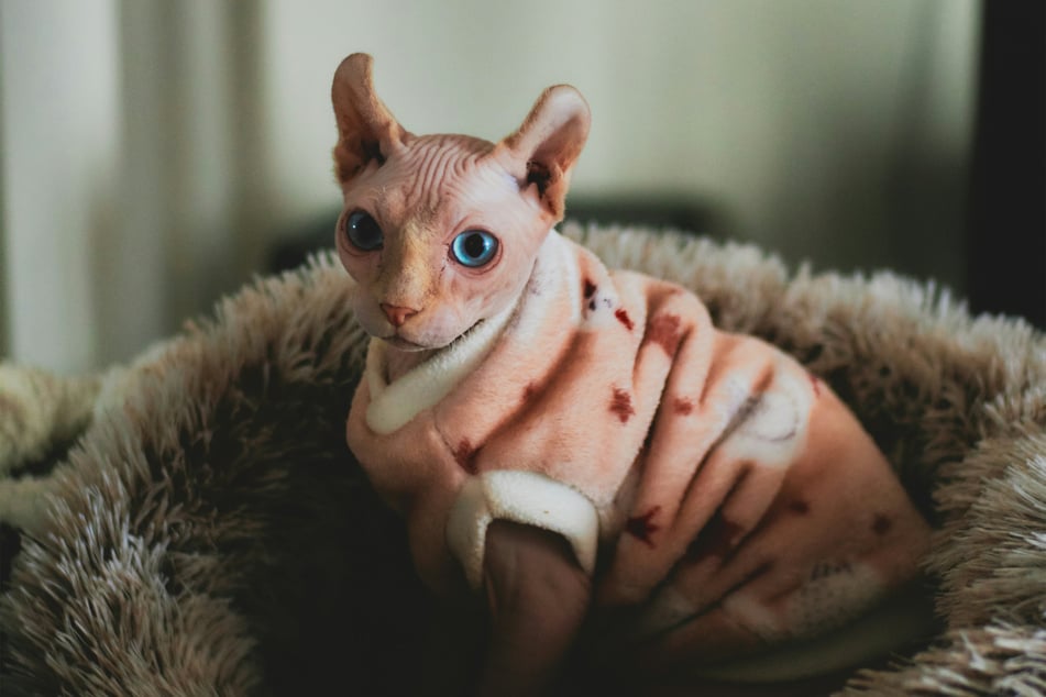The sphynx is both one of the world's strangest and one of the world's most famous cat breeds.